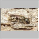 Halictus cf confusus - Furchenbiene w01 7mm.jpg